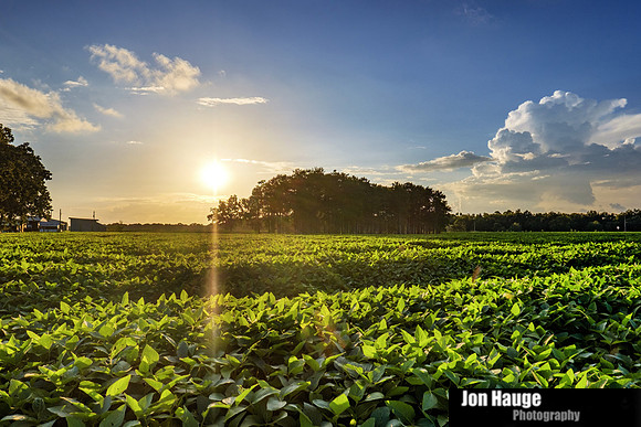 Farm in Robertsdale