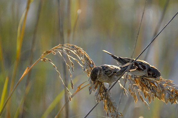 Swamp Sparrows in Orange Beach