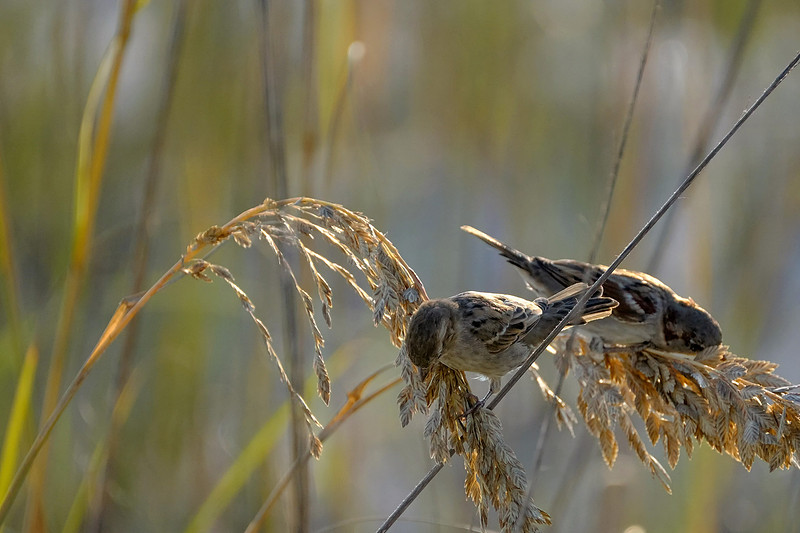 Swamp Sparrows in Orange Beach