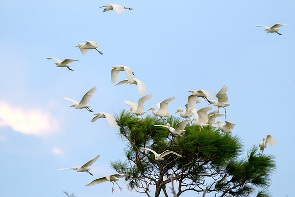 Snowy Egrets in Gulf Shores