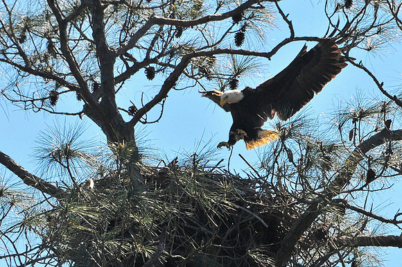 Bald Eagle Nest Gulf Shores