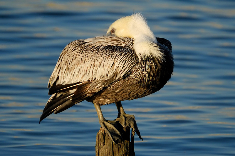 Brown Pelican Sleeping