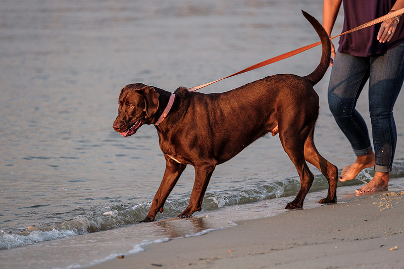 Pet Photographer in Orange Beach Alabama