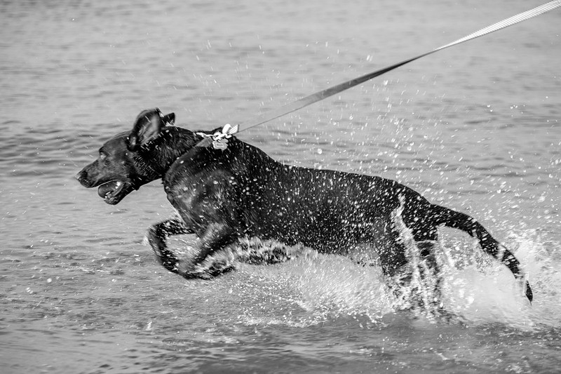 Pet Photographer in Orange Beach Alabama