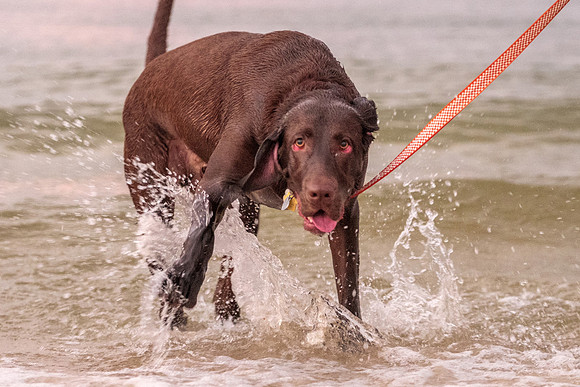 Pet Beach Photograph Orange Beach