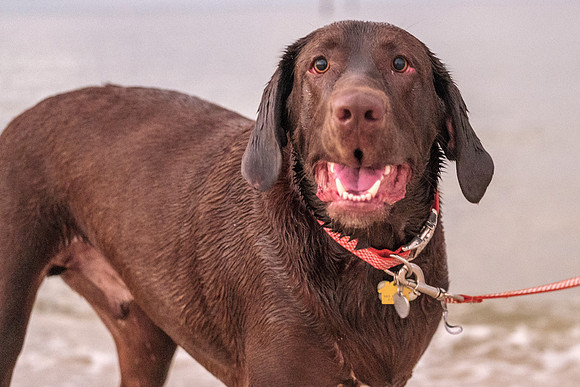 Beach Pet Photographer Orange Beach