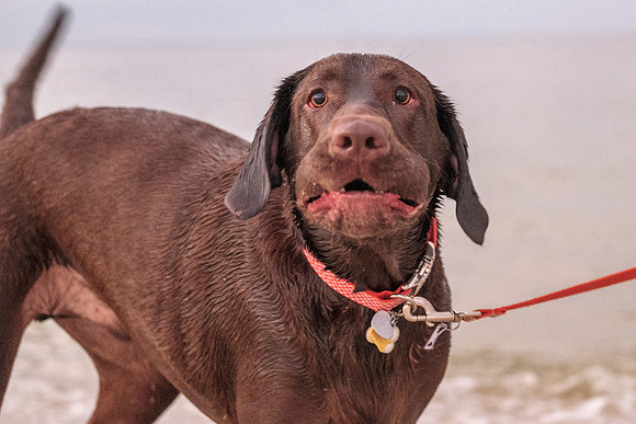 Black Lab Gulf Shores Portrait