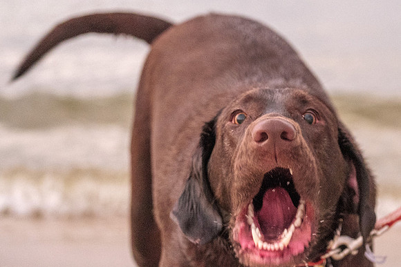 Gulf Shores Alabama Pet Photographer