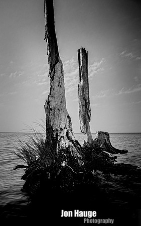 Gulf Shores Stumps and Roots