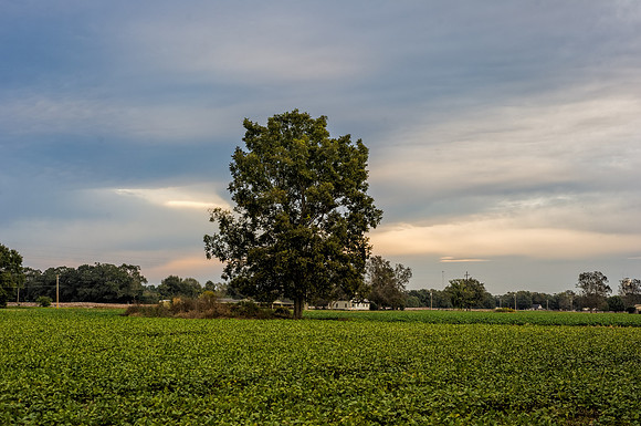 Baldwin County Landscapes