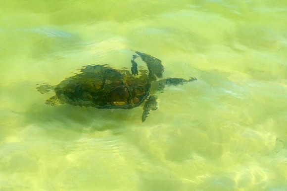 Green Sea Turtle in Gulf Shores