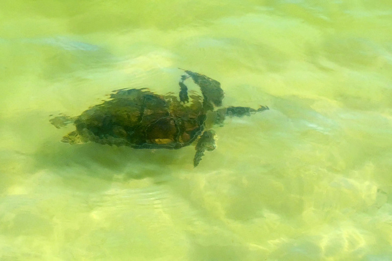Green Sea Turtle in Gulf Shores