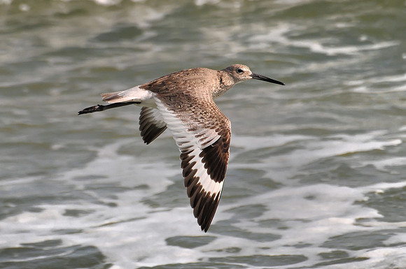 Willet in Flight