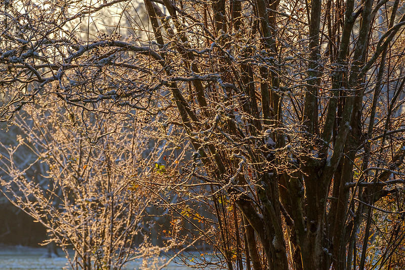 Snow in Robertsdale Alabama
