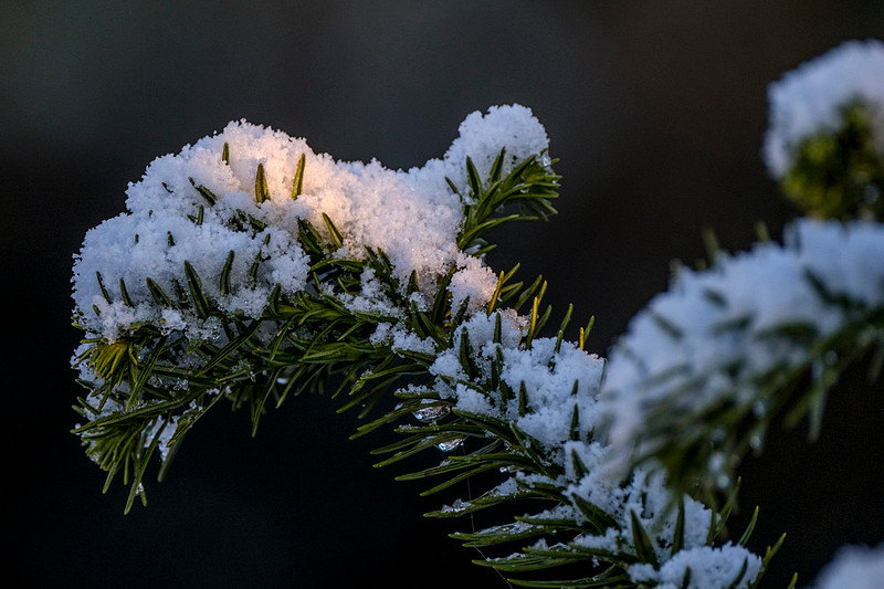 Snow in Robertsdale Alabama