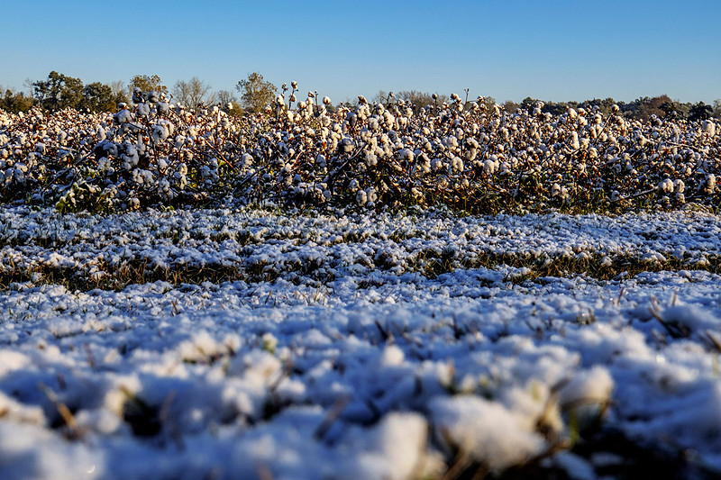 Snow in Cotton Field