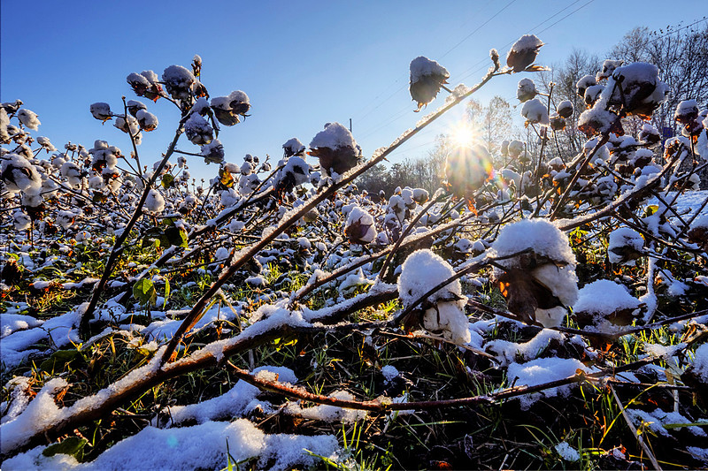 Snow in Cotton Field Baldwin County Photographer