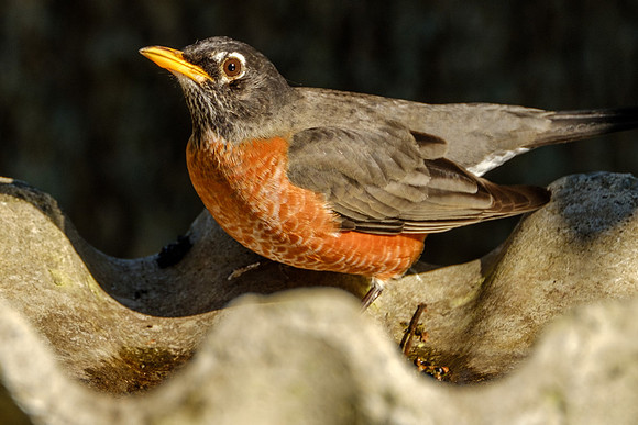 Amercian Robin Photography