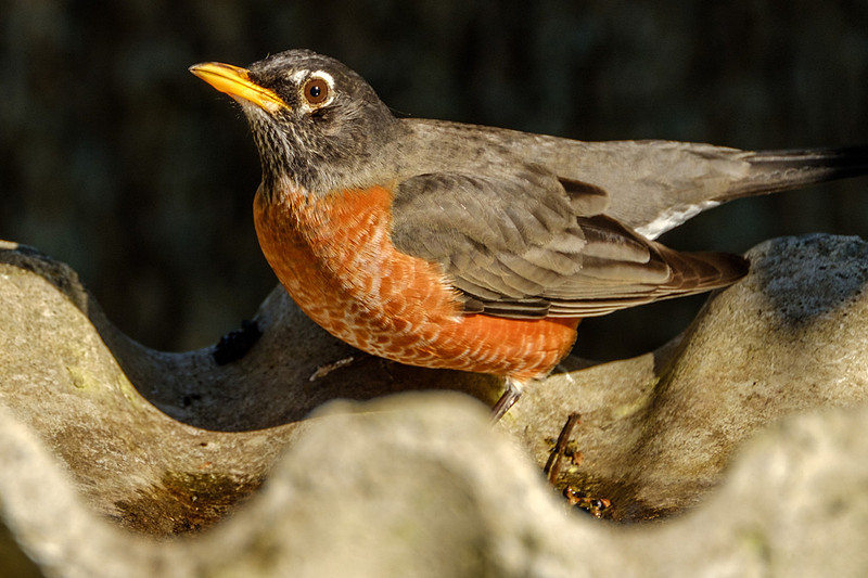 Amercian Robin Photography