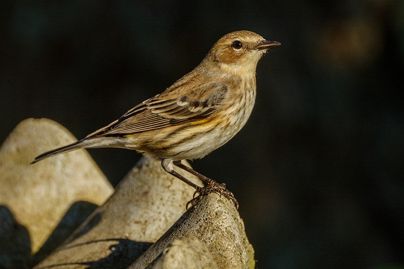 Yellow-rumped Warbler