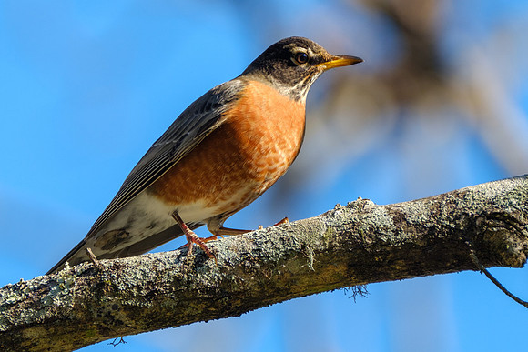 Amercian Robin Photography