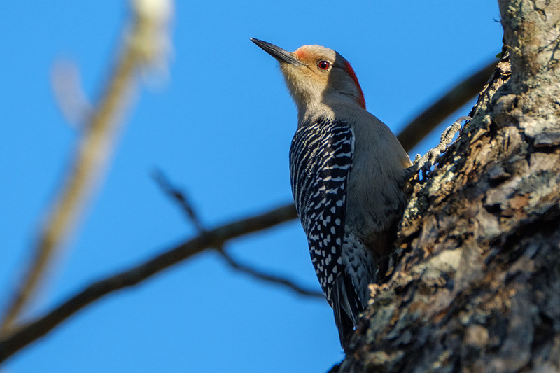 Red-bellied Woodpecker