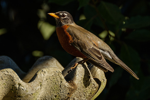 Amercian Robin Photography