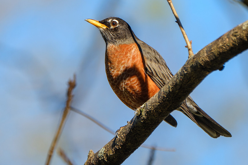 Amercian Robin Photography