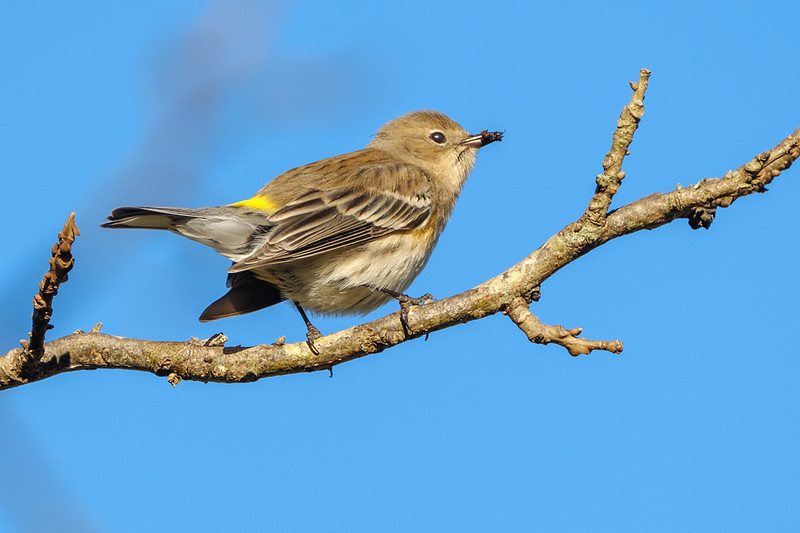 Yellow-rumped Warbler