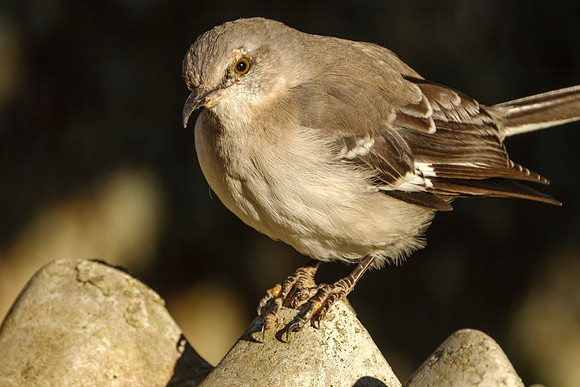 Mockingbird Photography