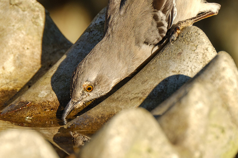 Mockingbird Photography