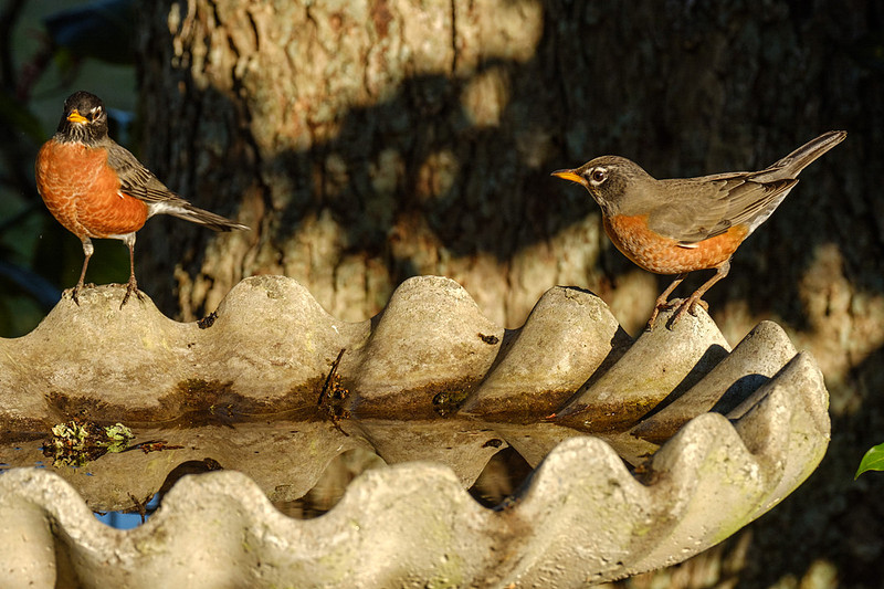 Amercian Robin Photography