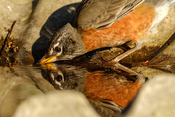 Amercian Robin Photography