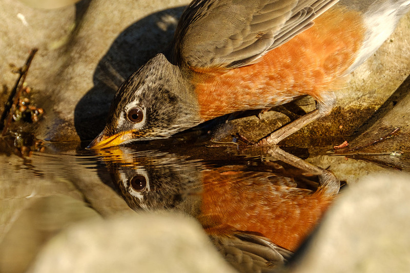 Amercian Robin Photography