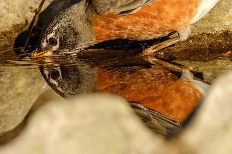 Amercian Robin Photography