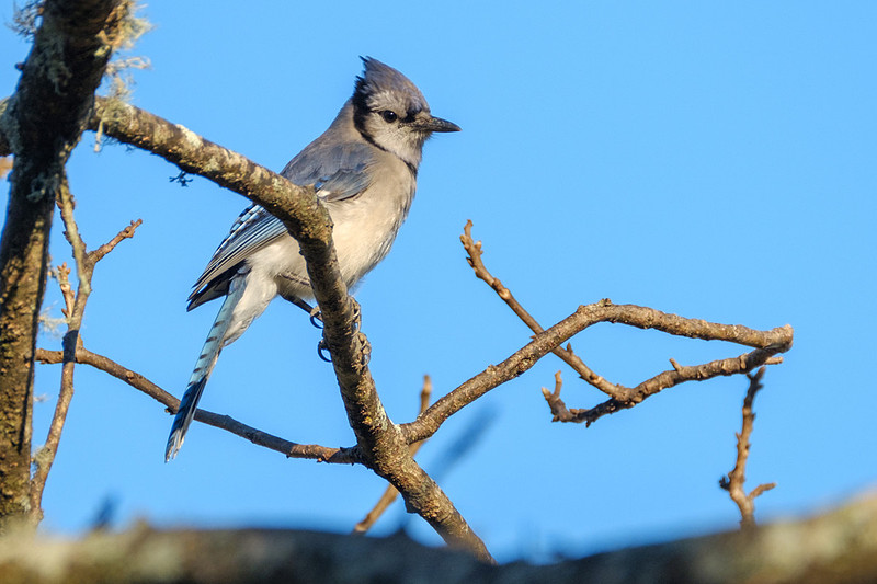 Blue Jay Photography
