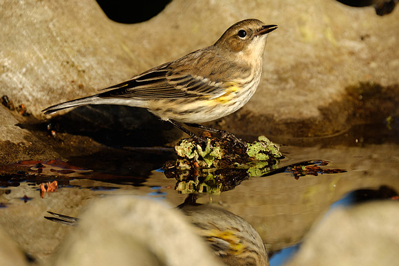 Yellow-rumped Warbler