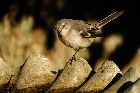Mockingbird Photography