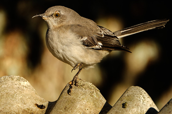 Mockingbird Photography