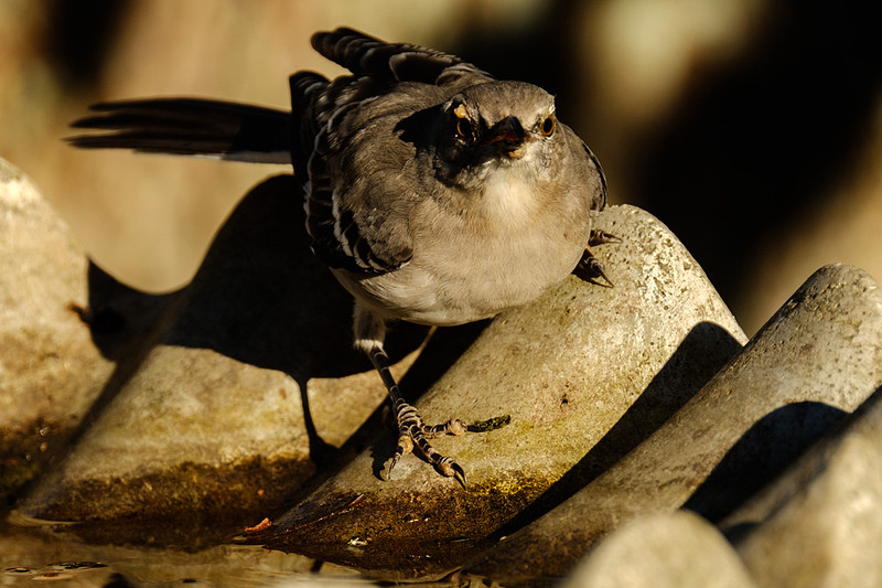 Mockingbird Photography