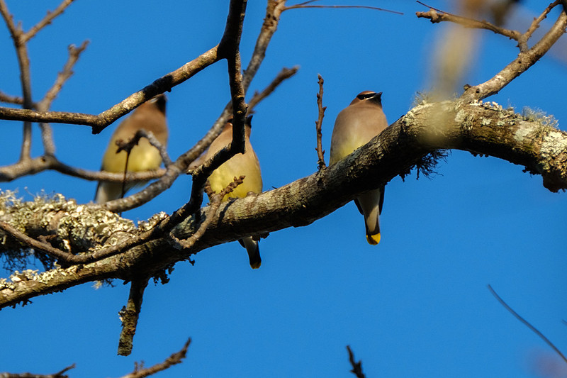 Cedar Waxwing Photography