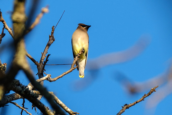 Cedar Waxwing Photography