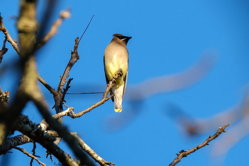 Cedar Waxwing Photography