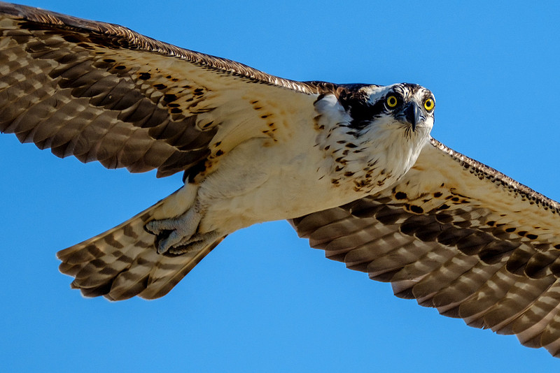 Gulf Shores Photographer