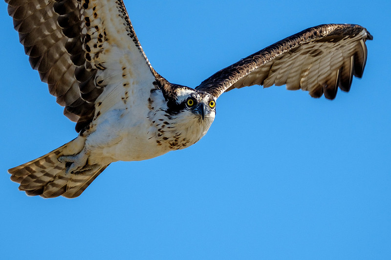 Gulf Shores Photographer