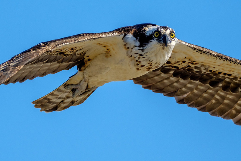 Gulf Shores Photographer
