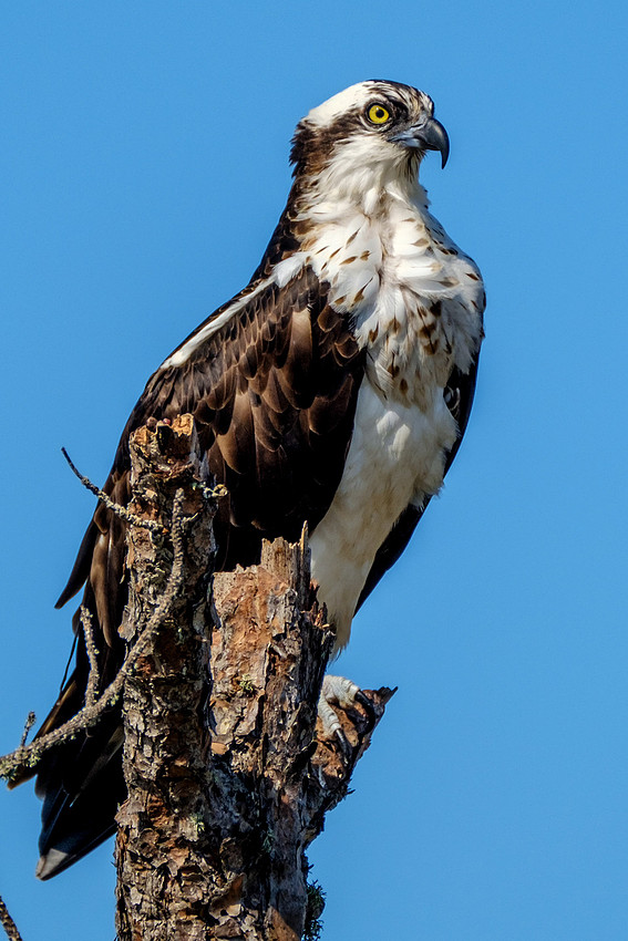 Gulf Shores Photographer