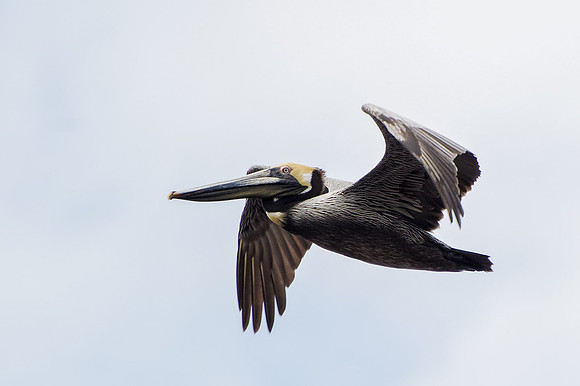 Orange Beach Wildlife