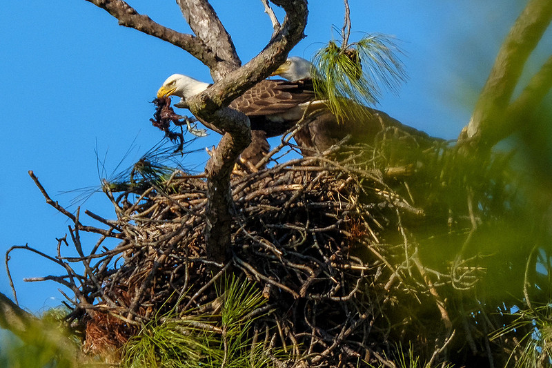 Eagles in Gulf Shores