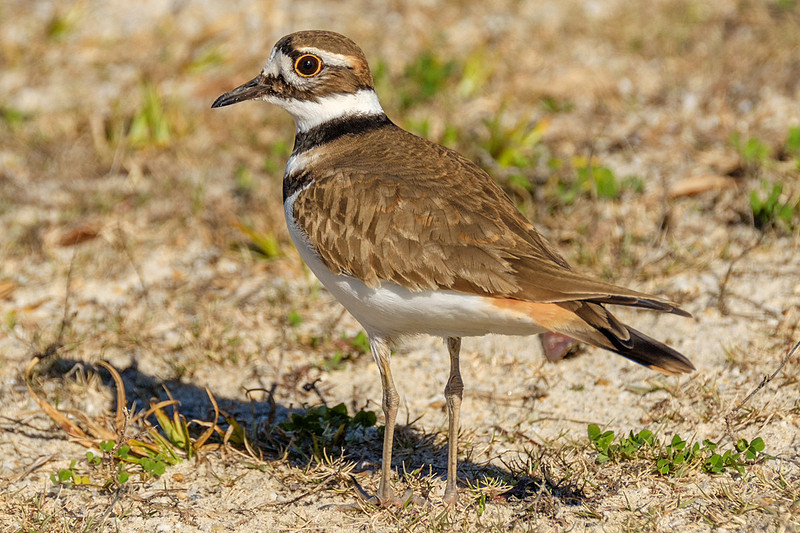 Killdeer in Gulf Shores